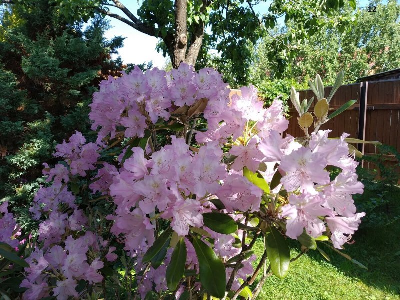 Рододендрон Смирнова Rhododendron smirnowii