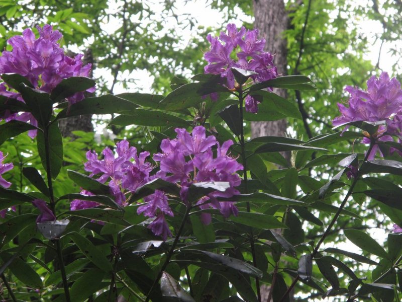 13) Рододендрон