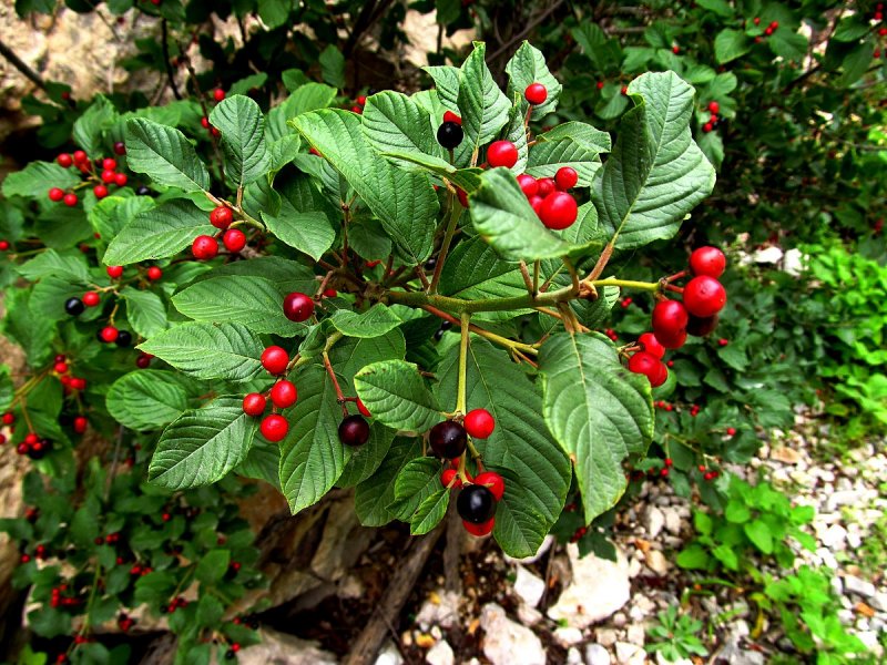 Крушина ломкая (Frangula Alnus)