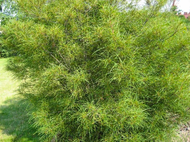 Крушина ломкая (ольховидная)