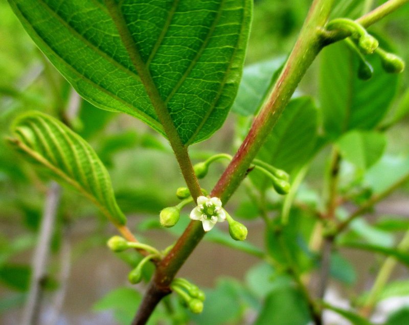 Крушина ольховидная Frangula Alnus