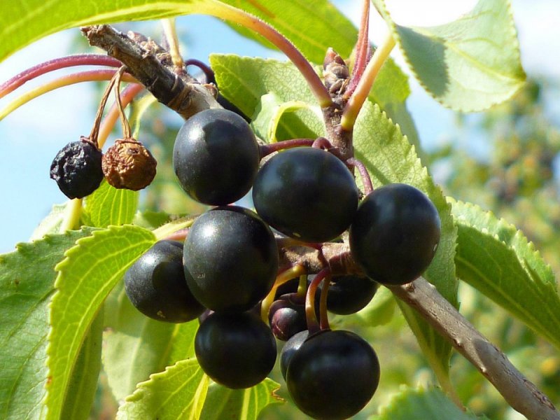 Крушина слабительная (Rhamnus cathartica)