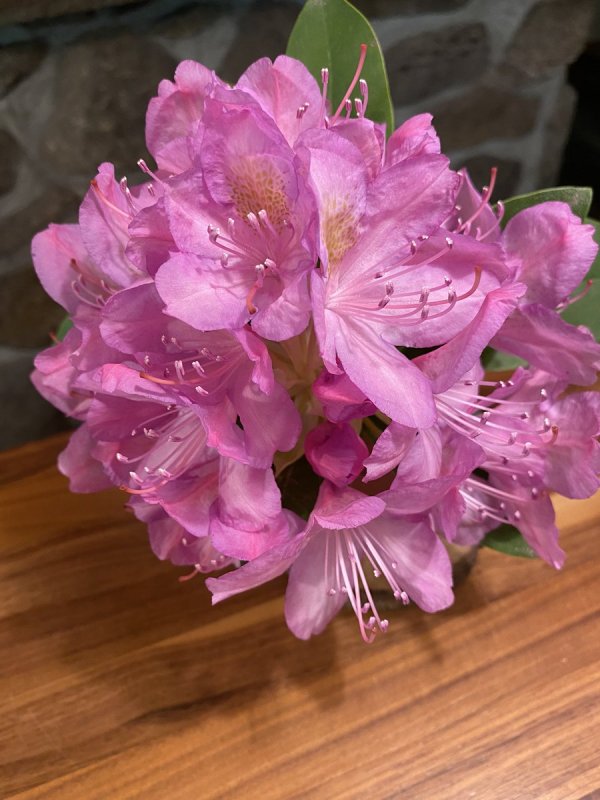 Рододендрон Кармен