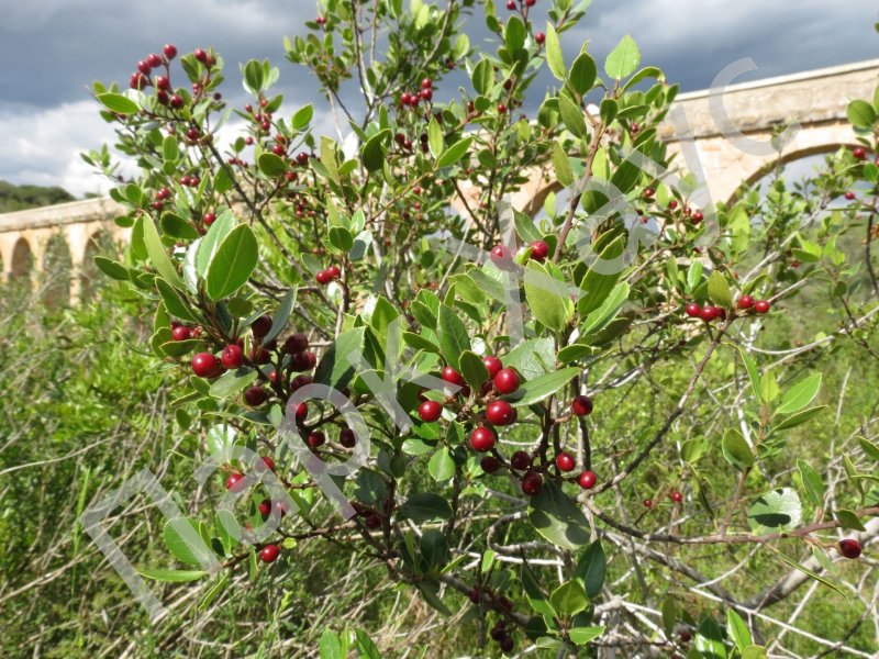 Крушина слабительная (Rhamnus cathartica)