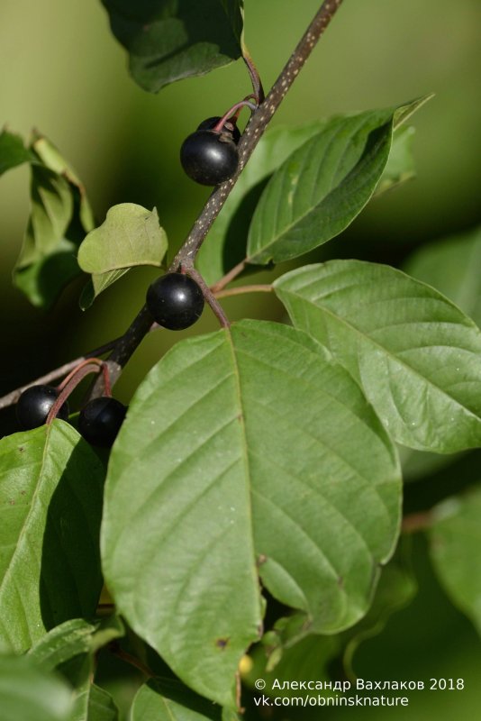 Жостер вечнозеленый Rhamnus alaternus