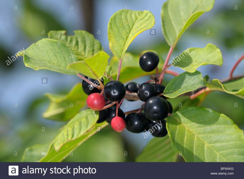 Крушина слабительная (Rhamnus cathartica)