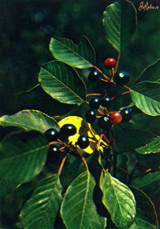 Крушина ломкая (ольховидная)