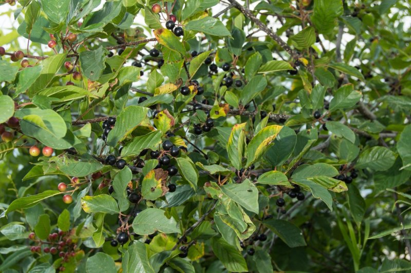 Крушина ольховидная Frangula Alnus