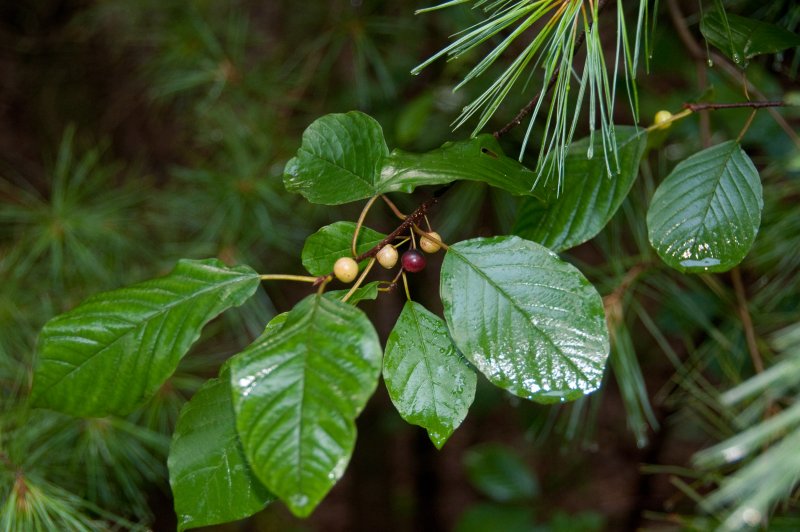 Крушина ломкая (Frangula Alnus)