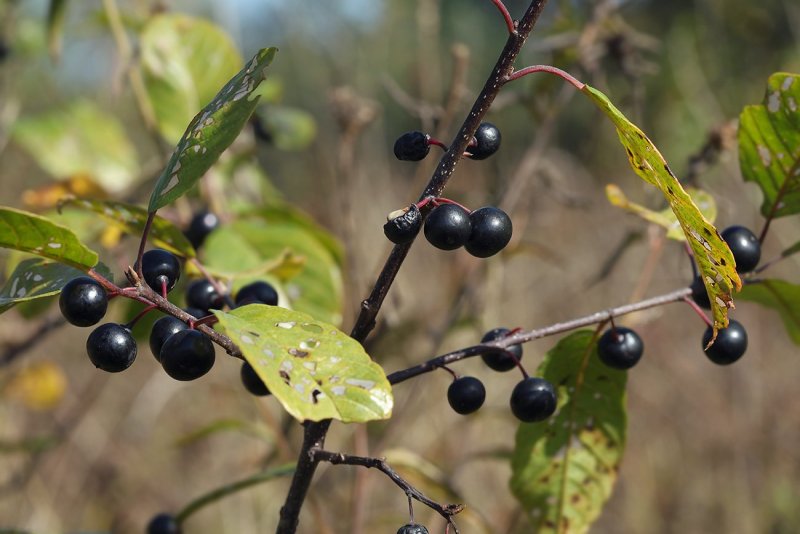 Жостер слабительный (Rhamnus cathartica)