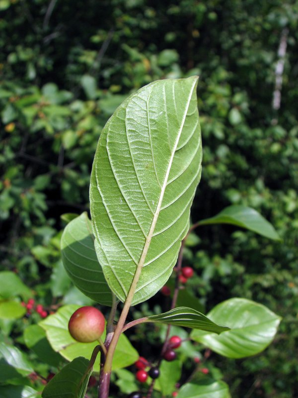 Жостер Rhamnus cathartica