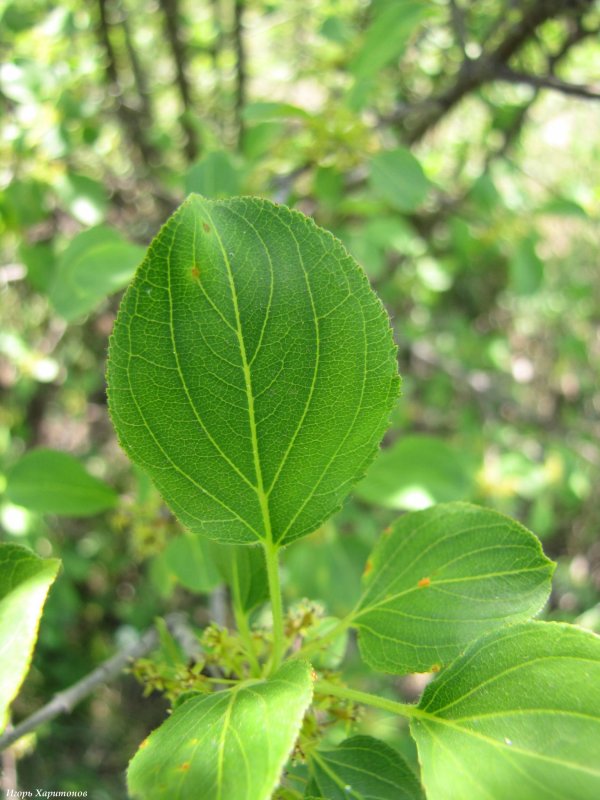 Крушина слабительная (Rhamnus cathartica)
