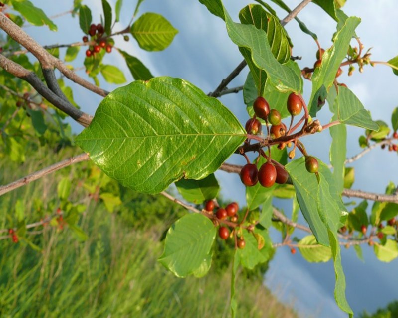 Крушина ломкая