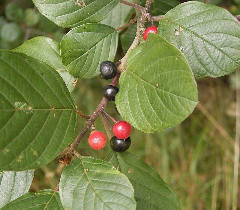Крушина слабительная (Rhamnus cathartica)