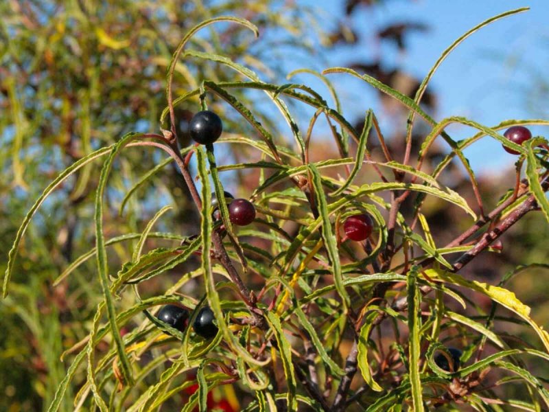 Жостер слабительный (Rhamnus cathartica)