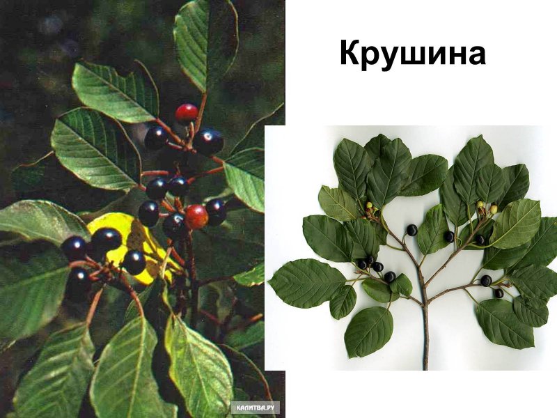 Крушина ольховидная Frangula Alnus