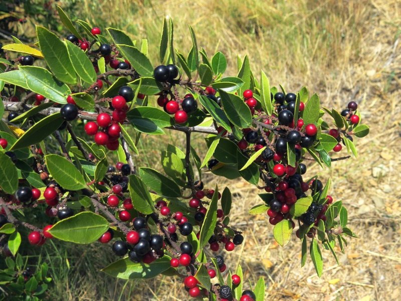 Жостер слабительный (Rhamnus cathartica)