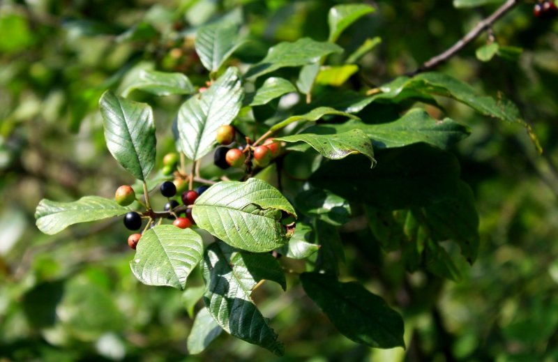 Жостер Палласа (Rhamnus pallasii. Rhamnaceae)
