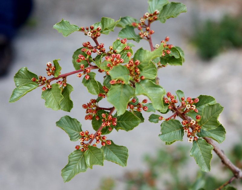 Крушина слабительная (Rhamnus cathartica)