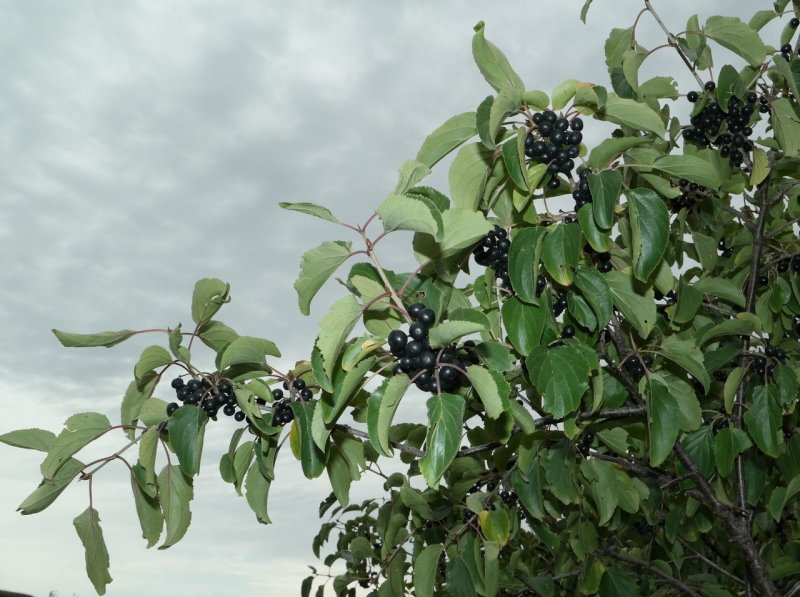 Крушина слабительная (Rhamnus cathartica)