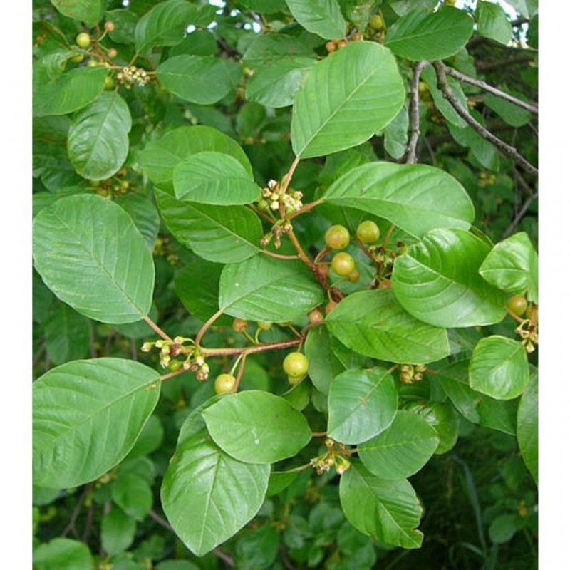 Крушина ломкая (ольховидная)
