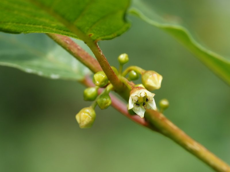 Жостер Rhamnus cathartica