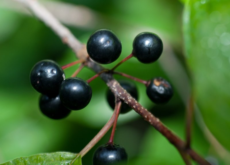 Жостер слабительный (Rhamnus cathartica)
