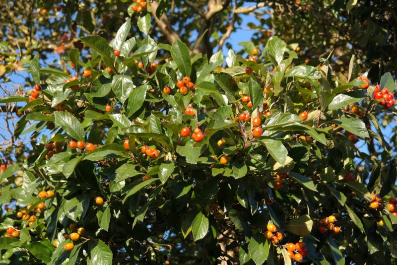 Жостер слабительный (Rhamnus cathartica)