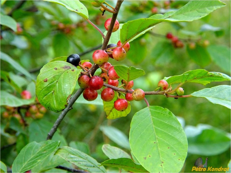 Крушина ломкая цветы