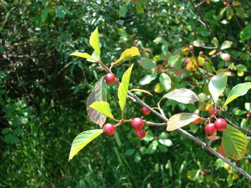 Крушина слабительная (Rhamnus cathartica)