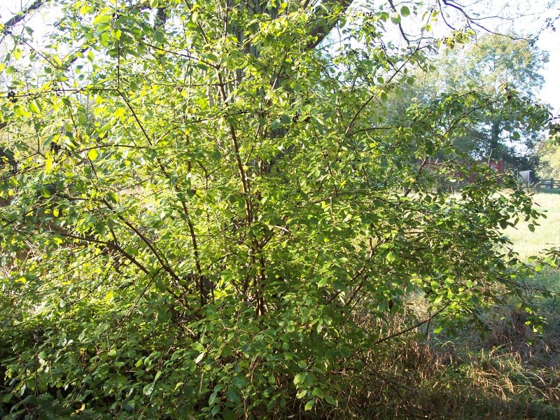 Крушина ломкая Asplenifolia