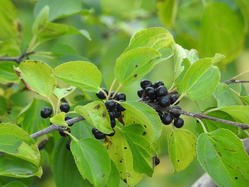 Rhamnus cathartica сырье