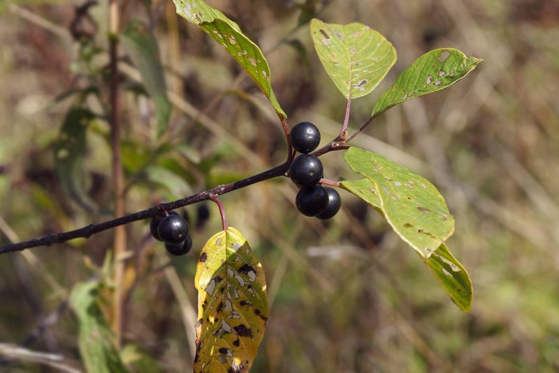 Rhamnus cathartica куст