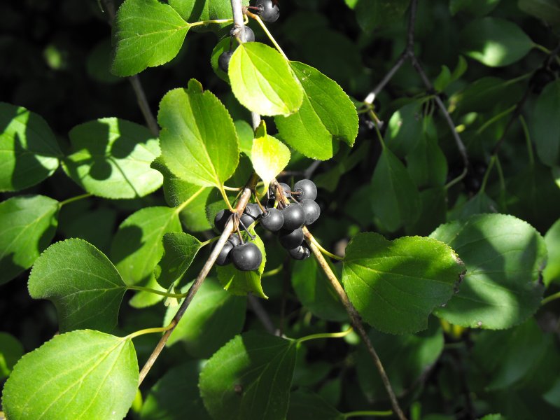 Frangula Alnus (Rhamnus)