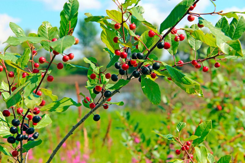 Крушина слабительная (Rhamnus cathartica)