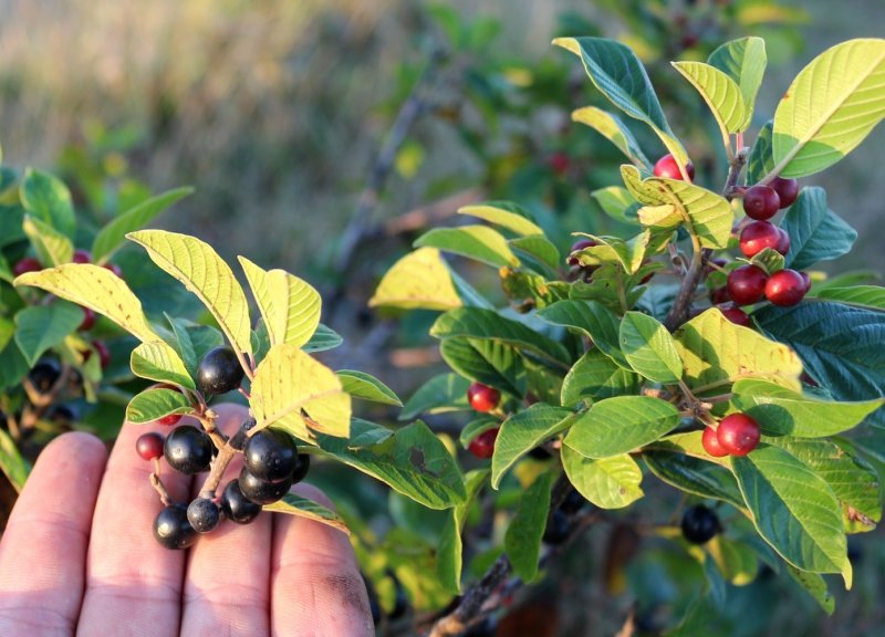 Крушина ломкая 'Aspleniifolia'