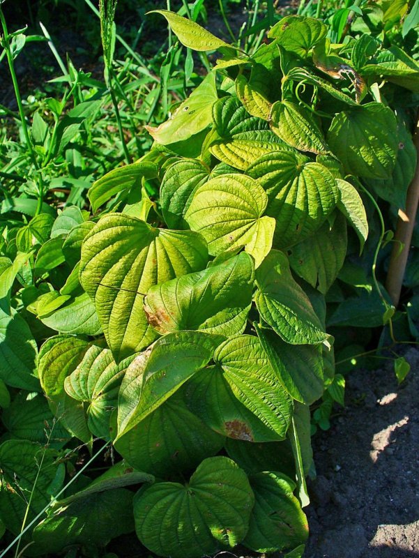 Ямс (Dioscorea)