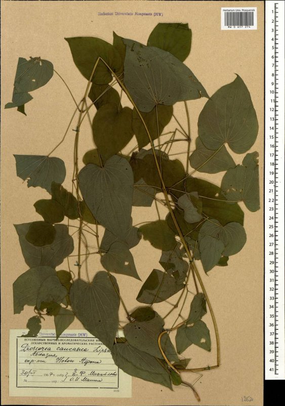 Dioscorea Caucasica Lipsky