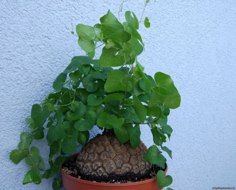 Ямс (Dioscorea)
