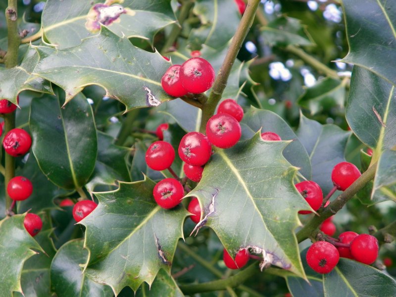 Падуб обыкновенный (Ilex aquifolium);