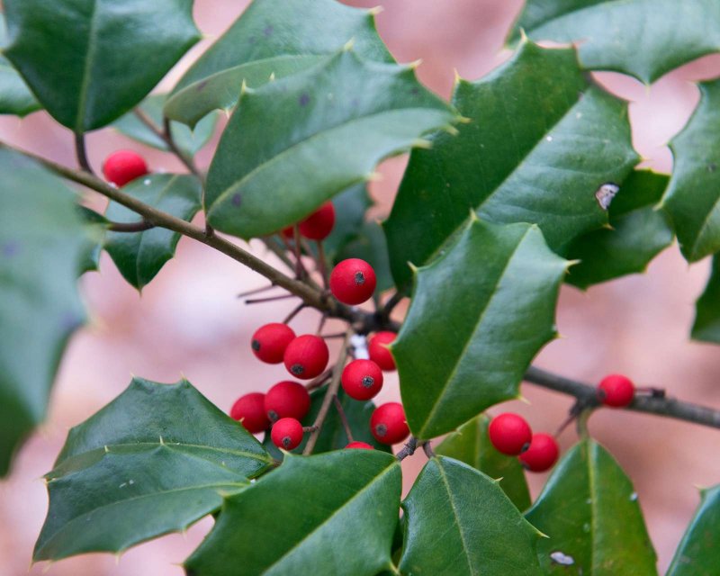 Падуб Ilex