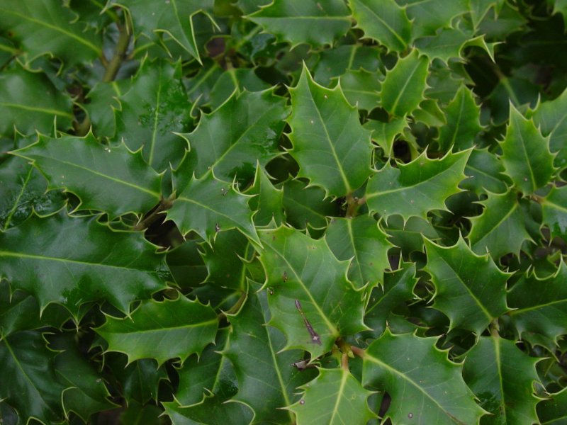Ilex aquifolium (падуб, остролист, Holly)