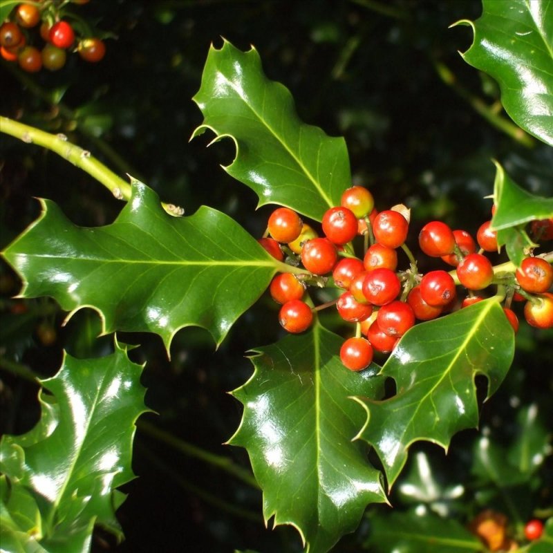Падуб (остролист) – Holly