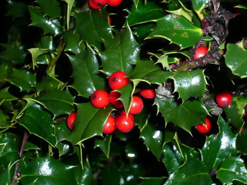 Падуб обыкновенный (Ilex aquifolium);