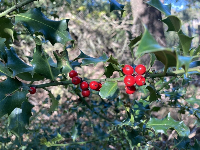 Падуб обыкновенный (Ilex aquifolium);