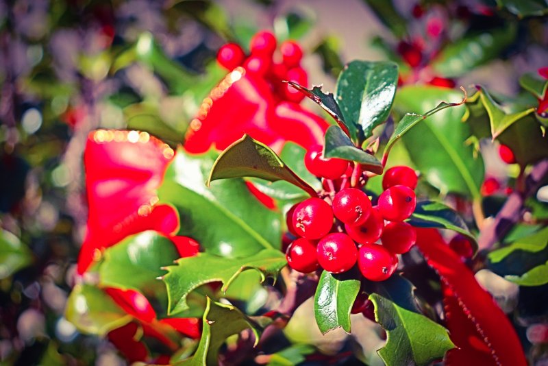 Падуб Ilex