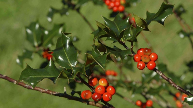 Падуб остролистный – Ilex aquifolium l.