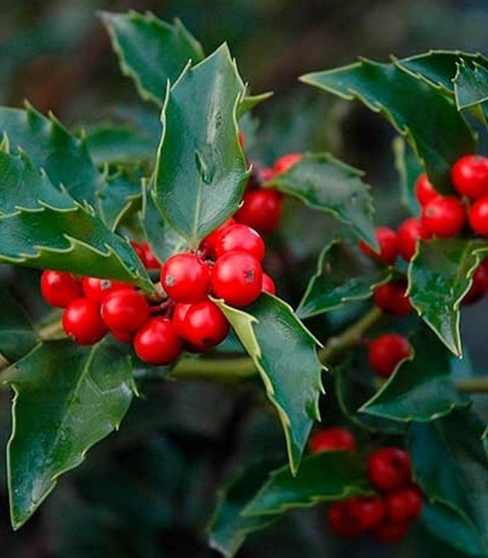 Падуб обыкновенный (Ilex aquifolium);