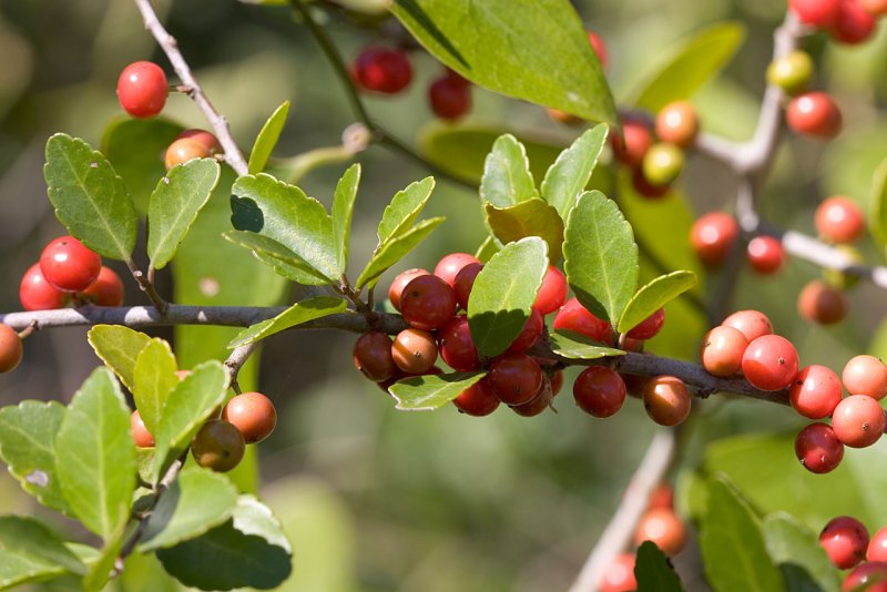 Жостер вечнозеленый Rhamnus alaternus
