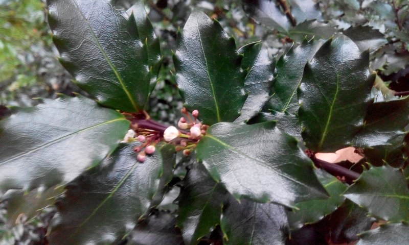 Colchis Holly